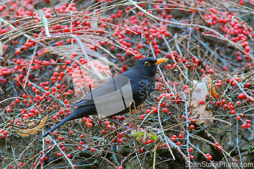 Image of blackbird on cotoneaster bush