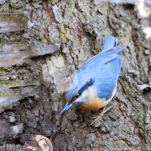 Image of closeup of eurasian nuthatch