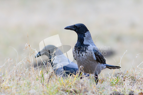 Image of hooded crows in faded field