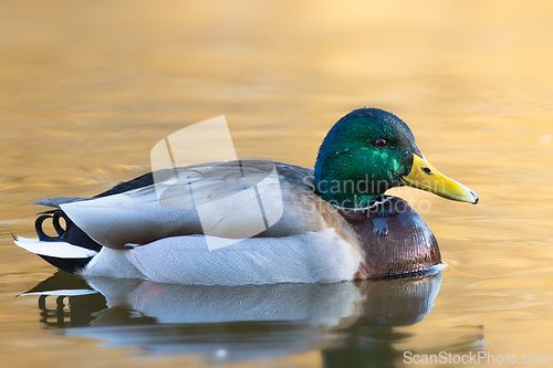 Image of male mallard swimming on water surface