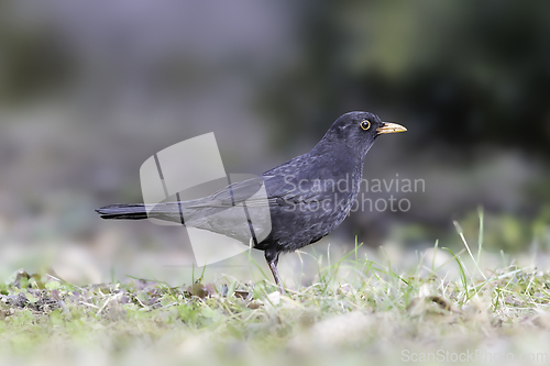 Image of male Turdus merula in the park