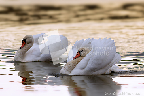 Image of mute swan couple in mating season
