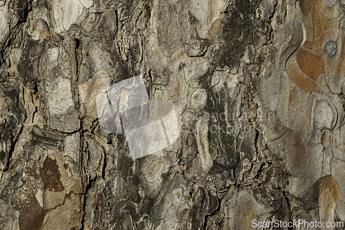 Image of real pine bark background