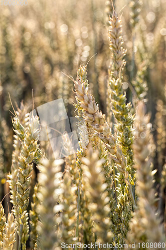 Image of Mature yellowed cereals