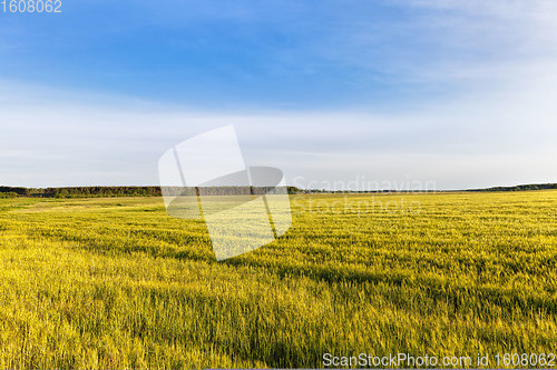 Image of sweet green unripe cereals