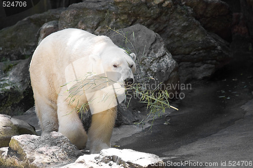 Image of Polar Bear