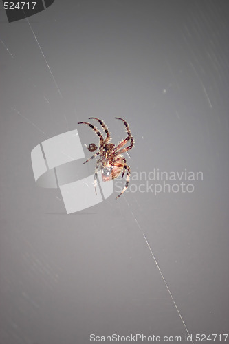 Image of Spider Closeup