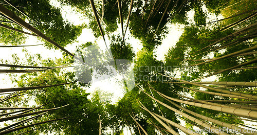 Image of Nature, forest and bamboo environment or plant for ecology sustainability, tree or bottom view. Tropical, ecosystem and Japanese garden for outdoor park or paradise for growth, green woods or path