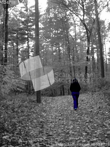 Image of walking in the woods