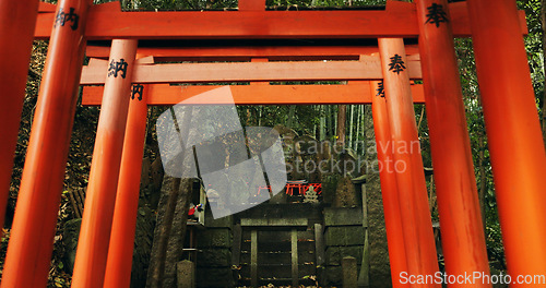 Image of Nature, forest and Torii gate monument in Kyoto with peace, mindfulness and travel with spiritual history. Architecture, Japanese culture and Shinto shrine in woods with sculpture, memorial and trees