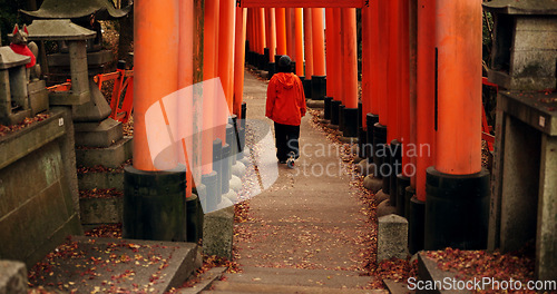 Image of Man on path walking in Torii gate in Kyoto with peace, mindfulness and travel with spiritual history. Architecture, Japanese culture and person in orange tunnel at Shinto shrine in forest from back.