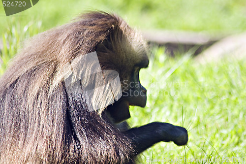 Image of Baboon Monkey