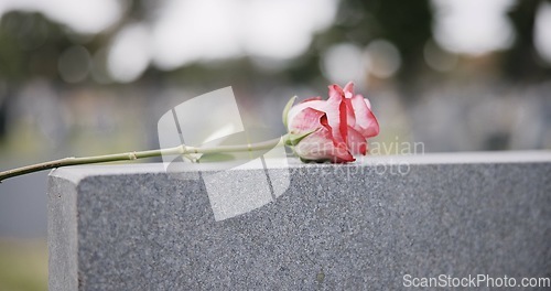 Image of Funeral, cemetery and hands with rose on tombstone for remembrance, ceremony and memorial service. Depression, sadness and person with flower on gravestone for mourning, grief and loss in graveyard