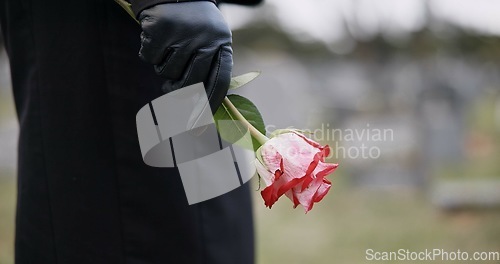 Image of Funeral, cemetery and hands of person with flower for remembrance, ceremony and memorial service. Depression, death and closeup of rose for mourning, grief and loss in graveyard for bereavement