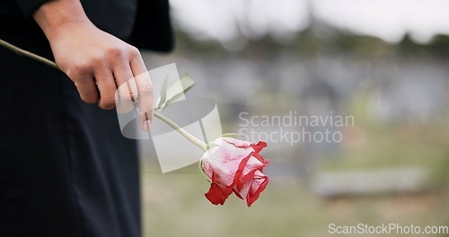 Image of Funeral, cemetery and hands of person with rose for remembrance, ceremony and memorial service. Depression, death and closeup of flower for mourning, grief and loss in graveyard for bereavement