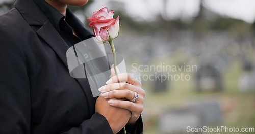 Image of Funeral, cemetery and person with rose sad for remembrance, burial ceremony and memorial service. Depression, death and woman with flower on gravestone for mourning, grief and loss in graveyard