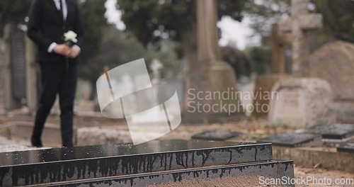 Image of Funeral, walking in cemetery and man with flower for remembrance, burial ceremony and memorial service. Depression, death and sad person with rose for mourning, grief or loss in graveyard for respect