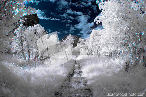 Image of A tranquil scene showing a path winding through a forest with an infrared effect, giving it a dreamy appearance.