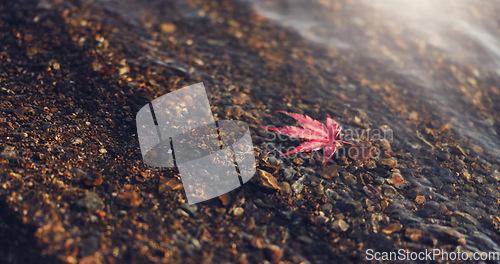 Image of Closeup, red maple leaf and hand by Lake Kawaguchi for game, playful or memory in nature, adventure or holiday. Girl, plant and zoom on vacation with travel, environment and waves by water in Tokyo