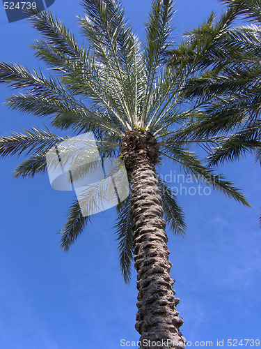 Image of Florida Palm Tree