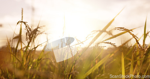 Image of Field, grass and countryside with soil, nature and sky with spring, earth day or agriculture. Environment, farm or harvest with plants, flora or sustainability with landscape, ecology or eco friendly