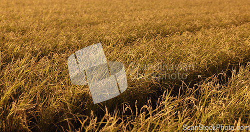 Image of Rice field, grass and wind in countryside for agriculture harvest, sustainability or environment. Nature, plant growth and ecology for outdoor travel sunshine or Japanese farm summer, food or land