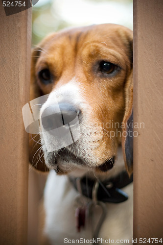 Image of Sad Beagle