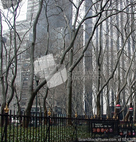 Image of NYC Trees