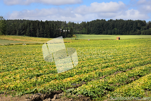 Image of Cucumber Field in July