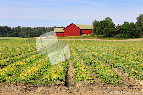 Image of Agricultural Landscape with Cucumber Field 