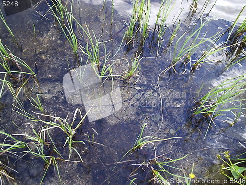 Image of Water with grass