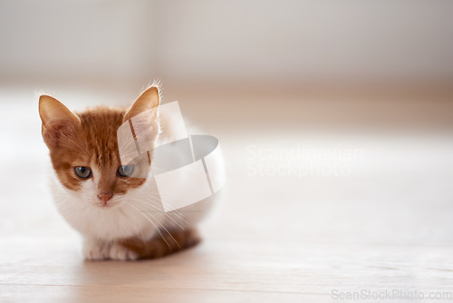 Image of Animal care, pets and cat on a floor in a house waiting, chilling and sitting while looking curious on mockup. Ginger, watching and kitten at home for morning, routine and games, cute and sweet