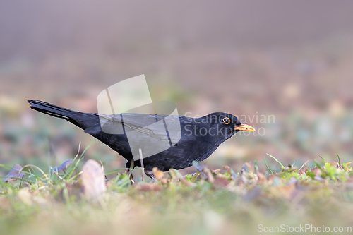 Image of blackbird in the park