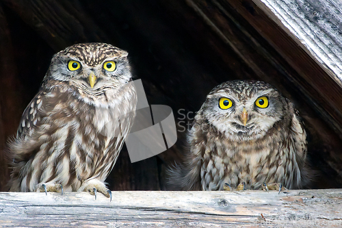 Image of cute little owls couple
