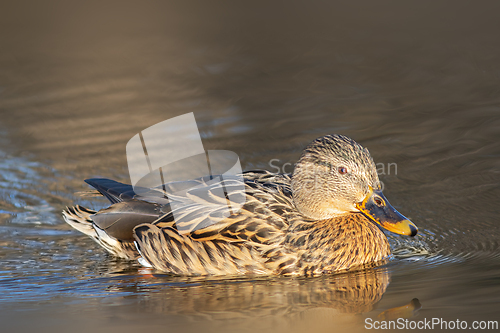 Image of female mallard on pond at dawn