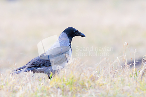 Image of hooded crow foraging for food