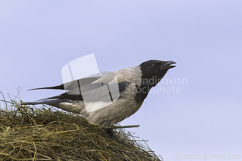 Image of hooded crow on top of a haystack