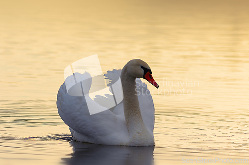 Image of mute swan in beautiful orange light