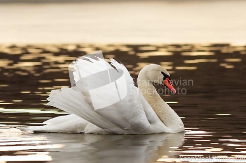 Image of mute swan showing mating behaviour