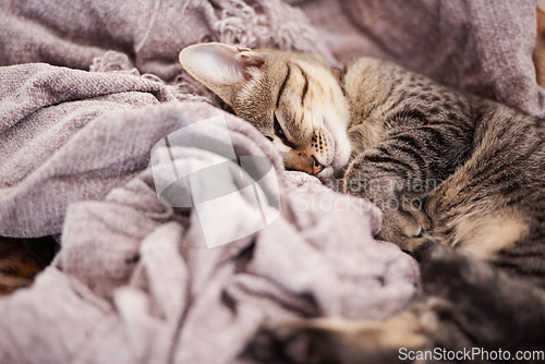 Image of Blanket, sleeping and kitten in home for rest, relaxing and calm for cute, adorable and innocent pet. Animal care, pets and closeup of young cat on duvet for nap, sleep and comfortable in house