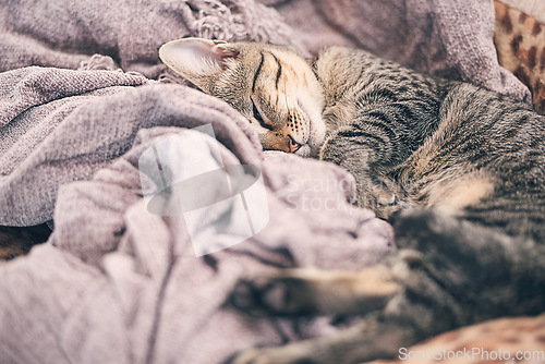 Image of Blanket, sleeping and kitten in home for relax, resting and calm for cute, adorable and innocent pet. Animal care, bed and closeup of young cat on duvet for nap, sleep and comfortable in house