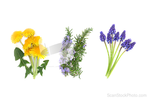 Image of Edible Flowers Dandelion Rosemary and Grape Hyacinth  
