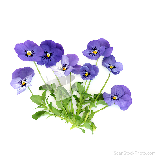 Image of Purple Pansy Flower Plant Endurio Blue Face Variety