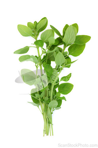 Image of Marjoram Herb Plant Food Seasoning and Herbal Medicine