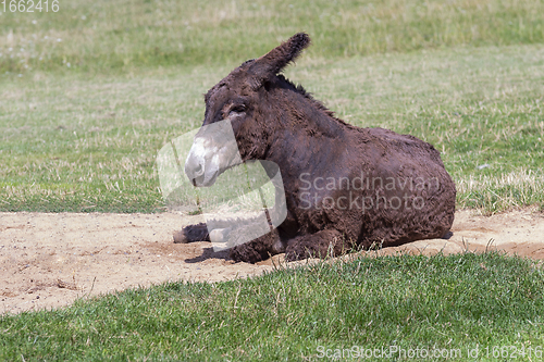 Image of donkey on the ground