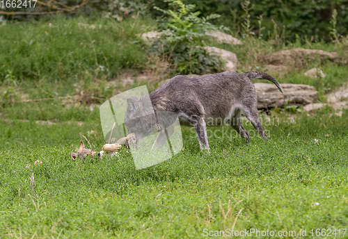 Image of wolves in natural back