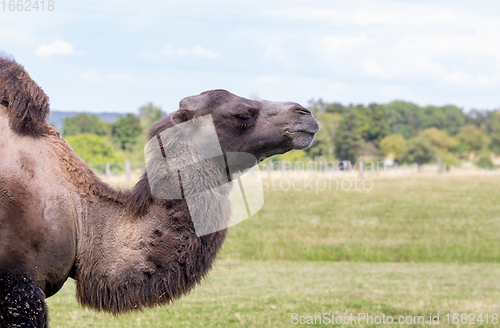 Image of sideways camel portrait