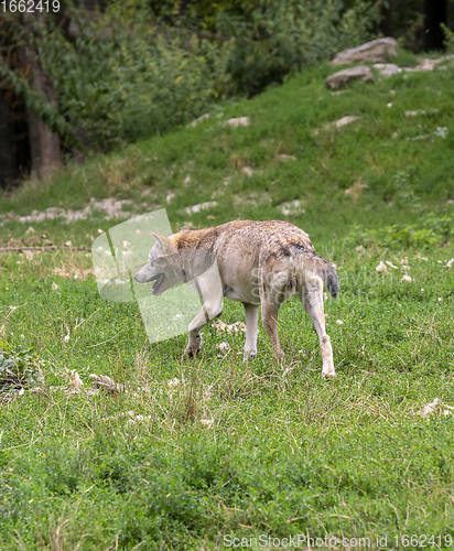 Image of wolf in natural back