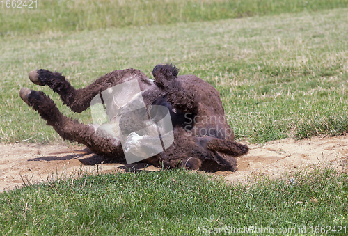 Image of donkey rolling on the ground