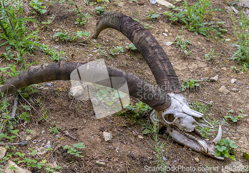 Image of horned animal skull